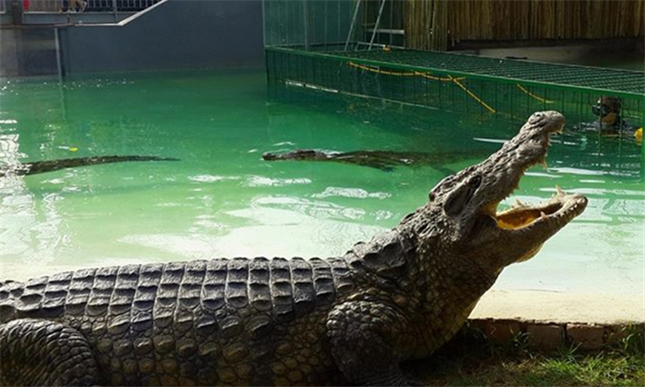 Hyperli | Crocodile Cage Diving Experience for One or Two at African ...