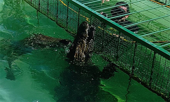 Hyperli | Crocodile Cage Diving Experience for One or Two at African ...